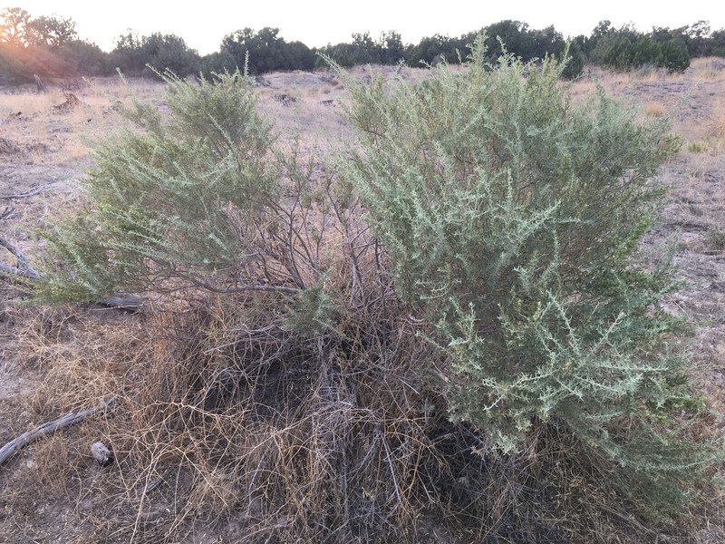 Atriplex canescens var. gigantea photo 4