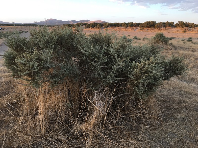 Atriplex canescens var. gigantea photo 5