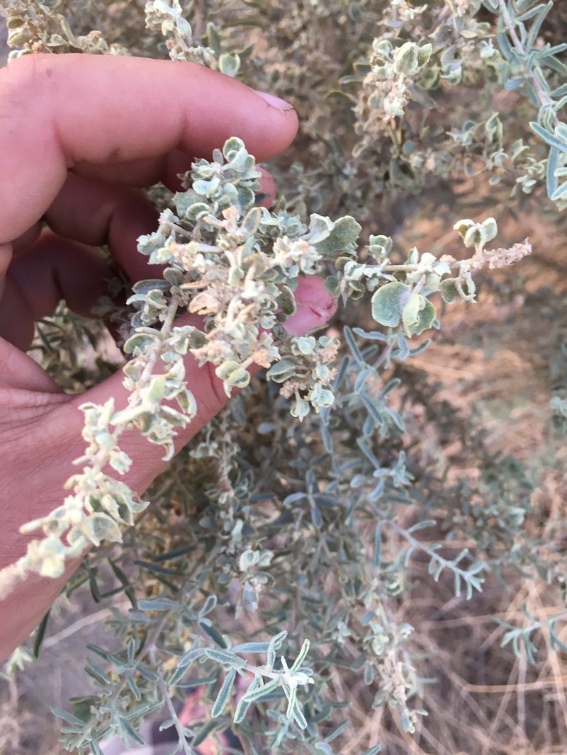 Atriplex canescens var. gigantea photo 6