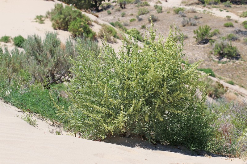 Atriplex canescens var. gigantea photo 7
