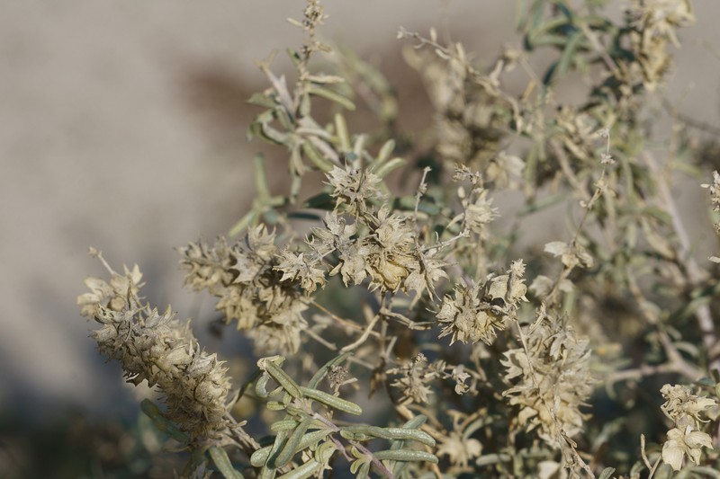 Atriplex canescens var. laciniata