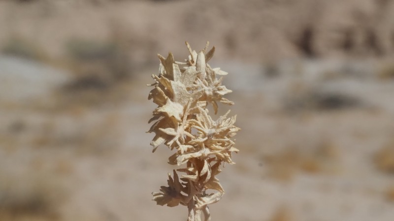 Atriplex canescens var. laciniata photo 2