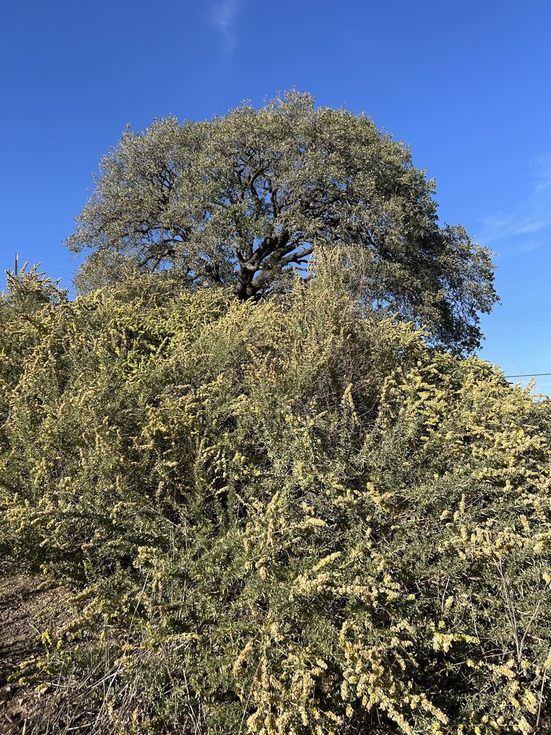 Atriplex canescens var. laciniata photo 3