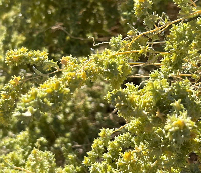 Atriplex canescens var. laciniata photo 4