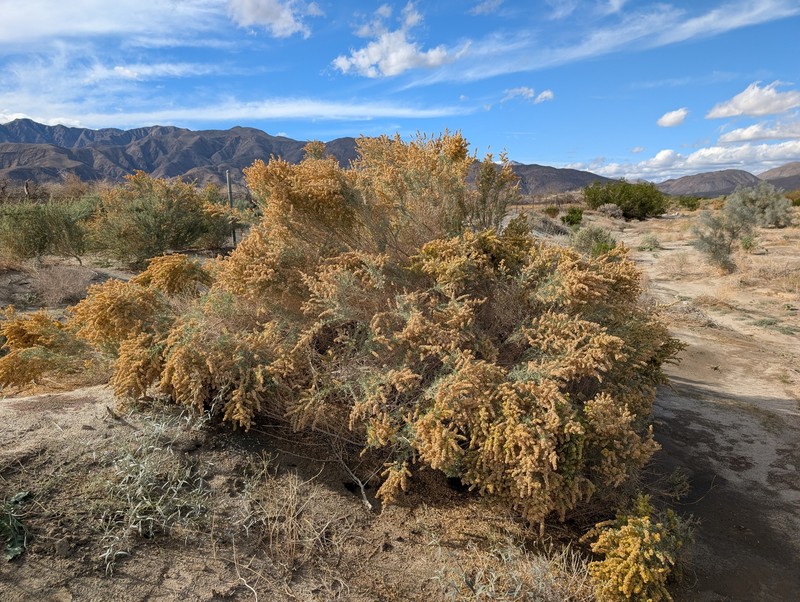 Atriplex canescens var. laciniata photo 5
