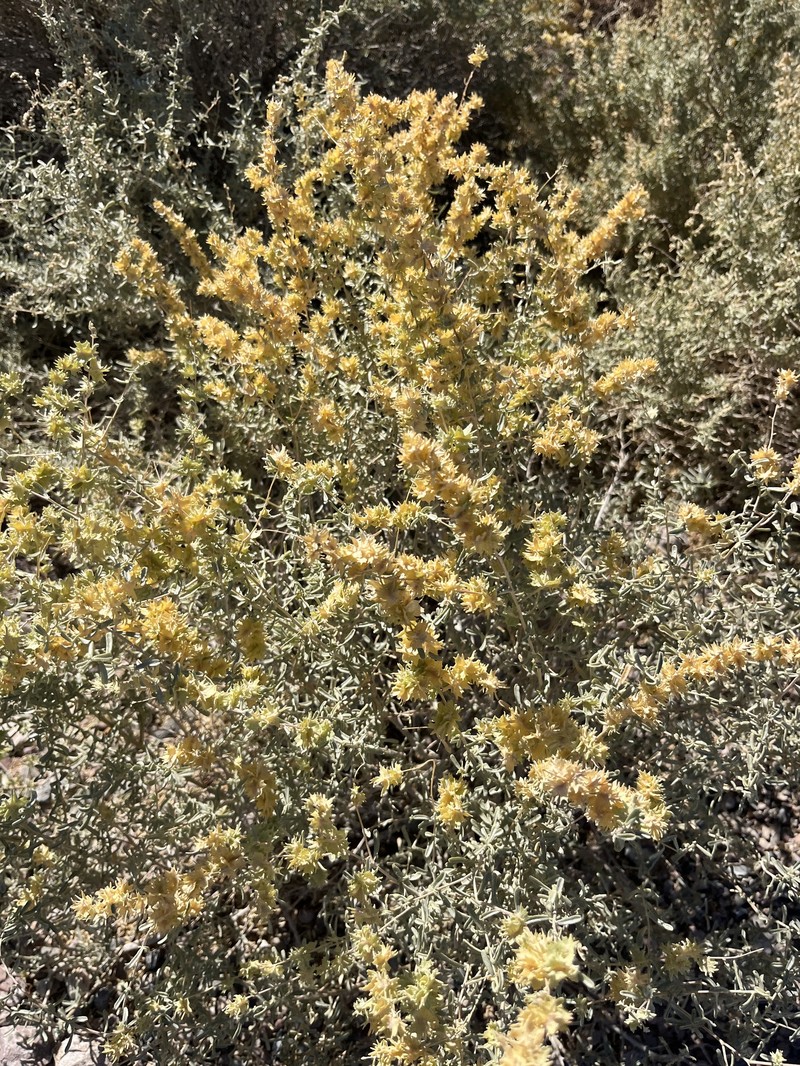 Atriplex canescens var. laciniata photo 6