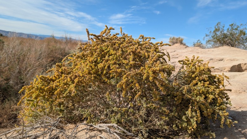Atriplex canescens var. laciniata photo 7