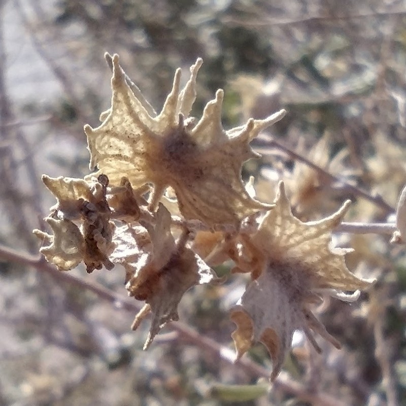 Atriplex canescens var. macilenta