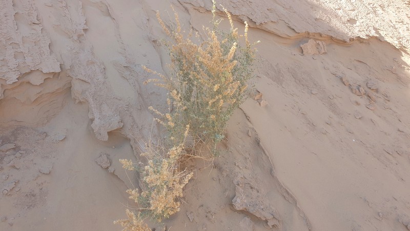 Atriplex canescens var. macilenta photo 2