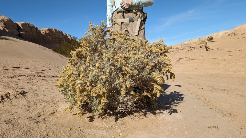 Atriplex canescens var. macilenta photo 3