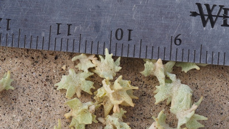 Atriplex canescens var. macilenta photo 4