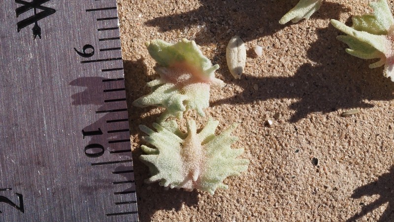 Atriplex canescens var. macilenta photo 5
