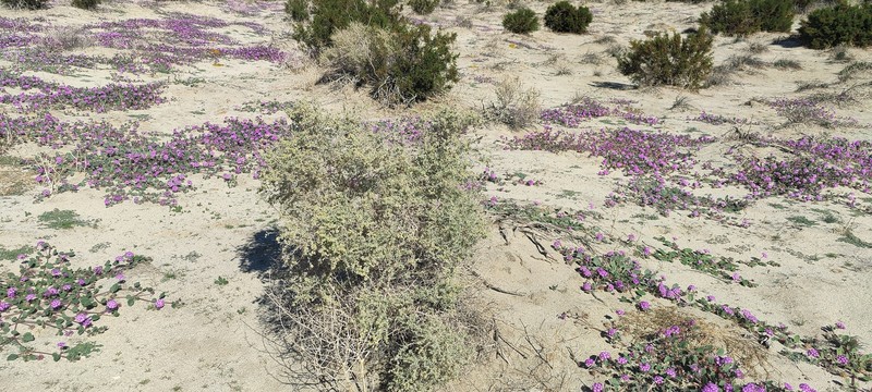 Atriplex canescens var. macilenta photo 6