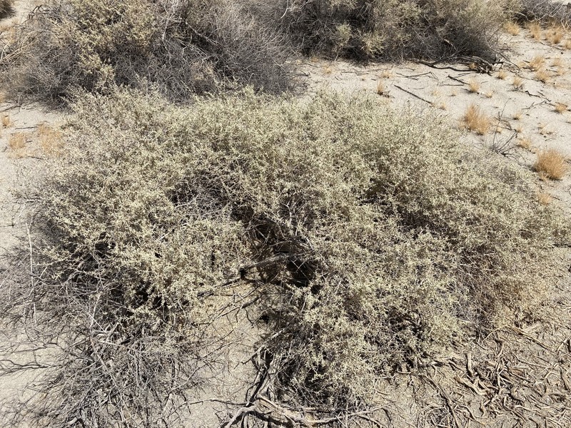 Atriplex canescens var. macilenta photo 7