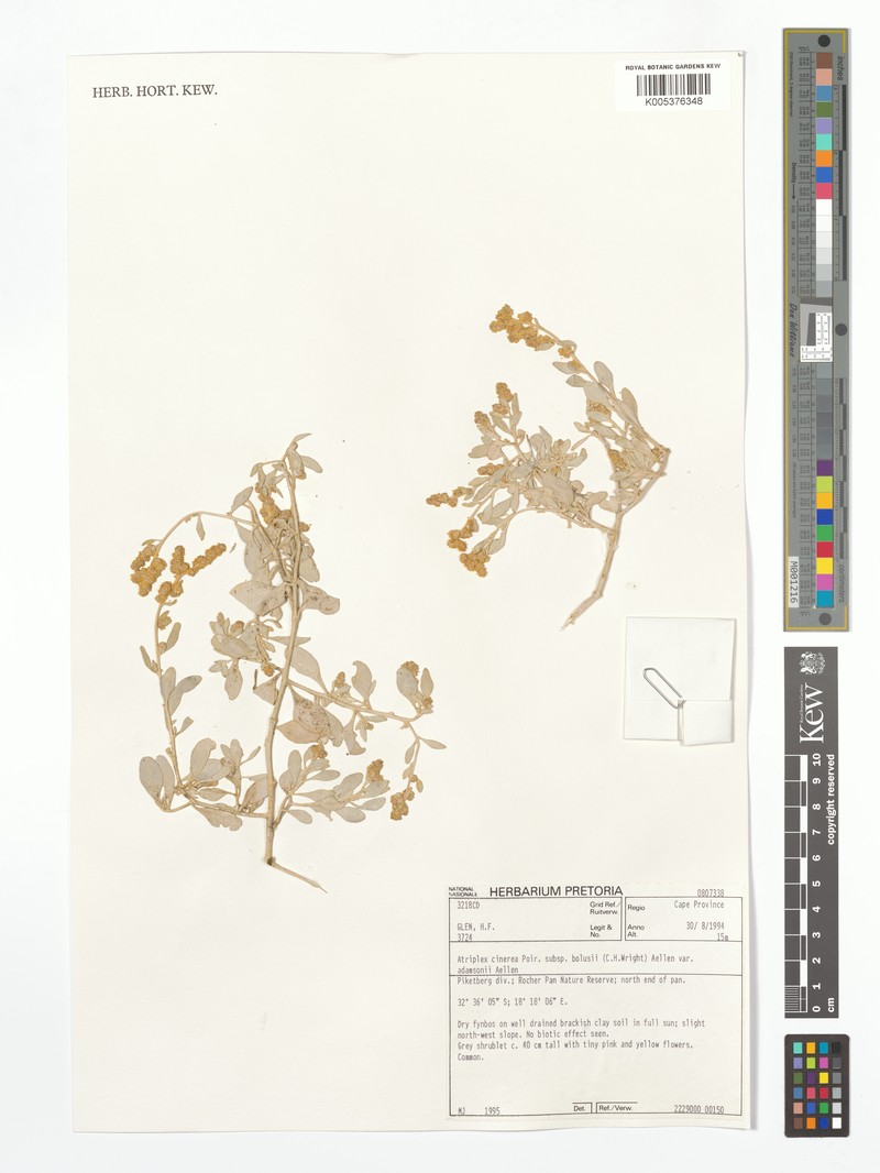 Atriplex cinerea subsp. bolusii