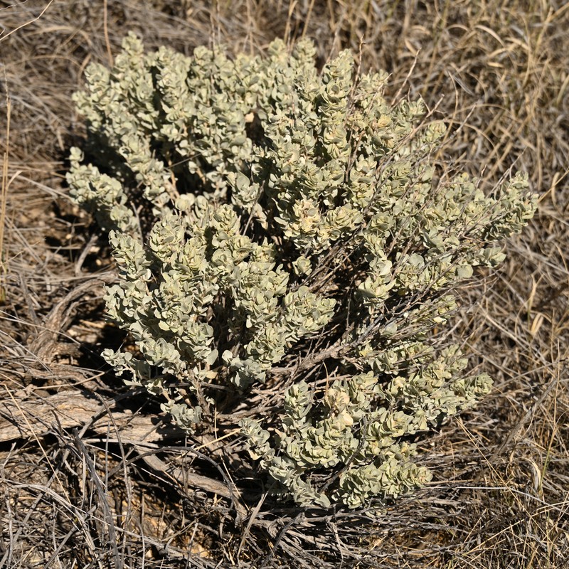 Shadscale Saltbush photo 3
