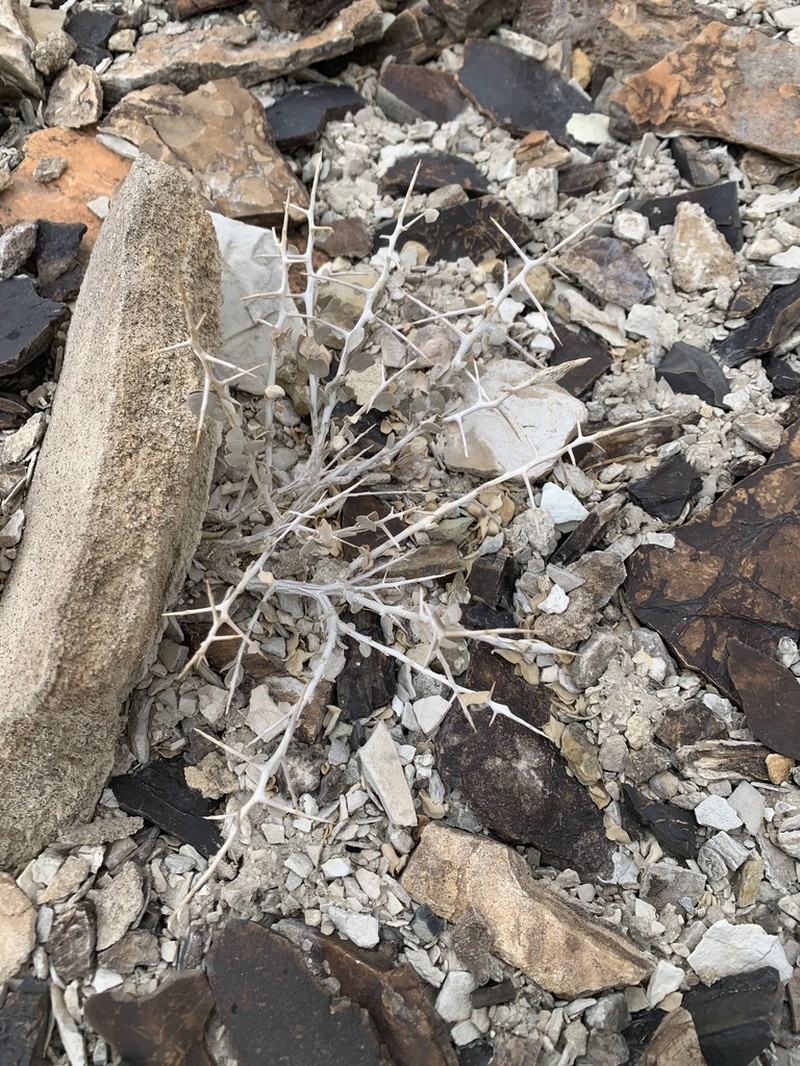 Shadscale Saltbush photo 4