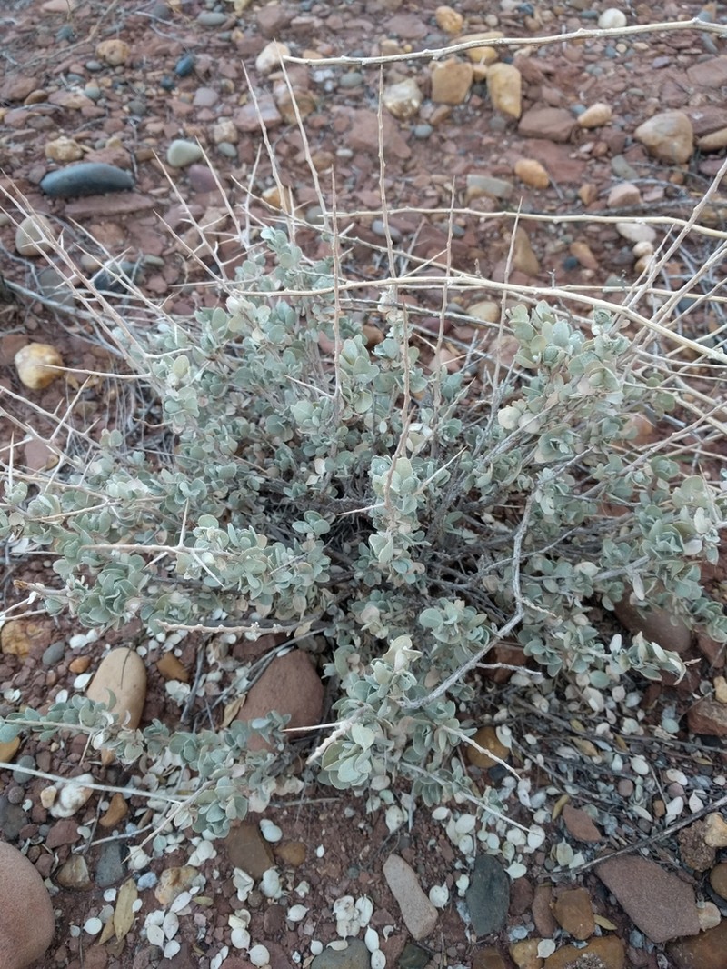 Shadscale Saltbush photo 5