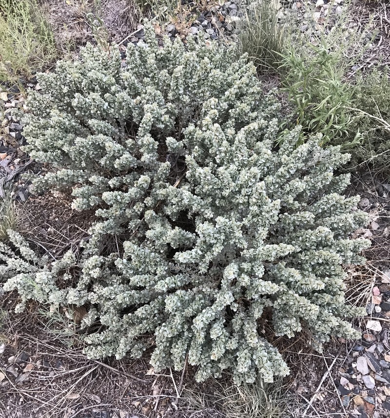 Shadscale Saltbush photo 6