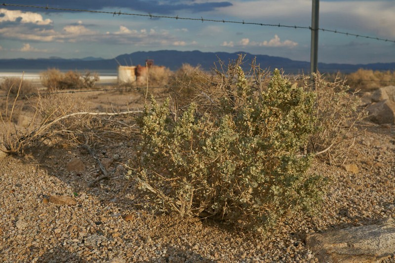 Shadscale Saltbush photo 7