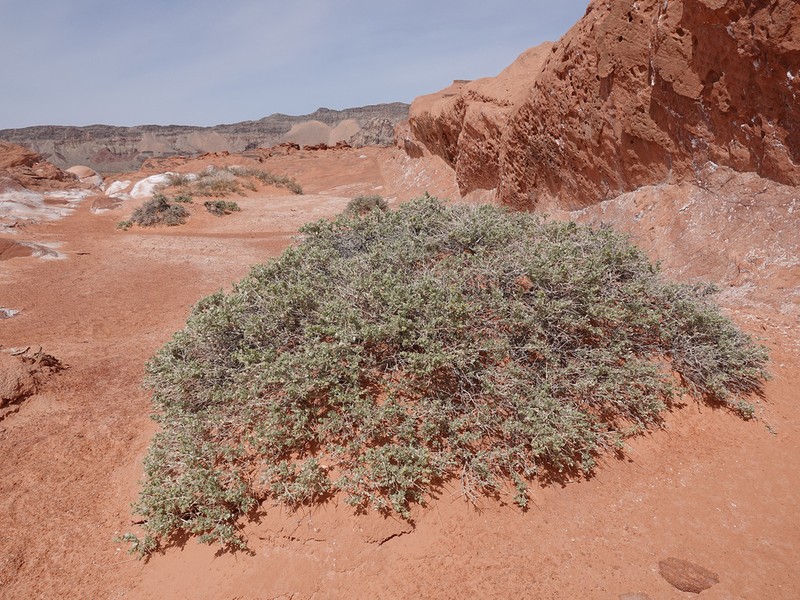 Shadscale Saltbush photo 8