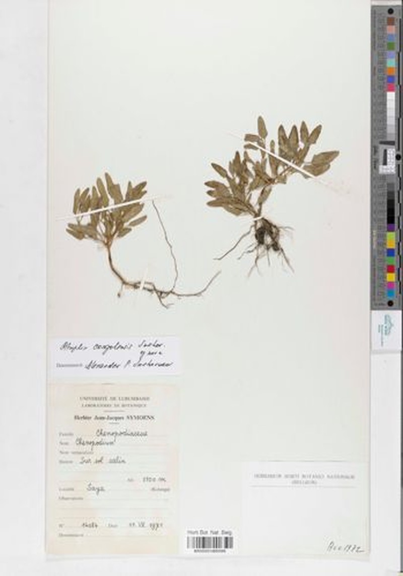 Atriplex congolensis
