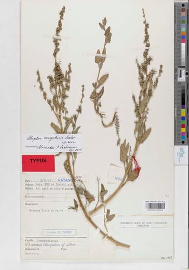 Atriplex congolensis photo 2