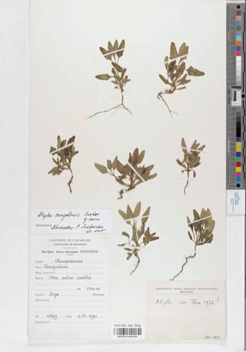 Atriplex congolensis photo 3