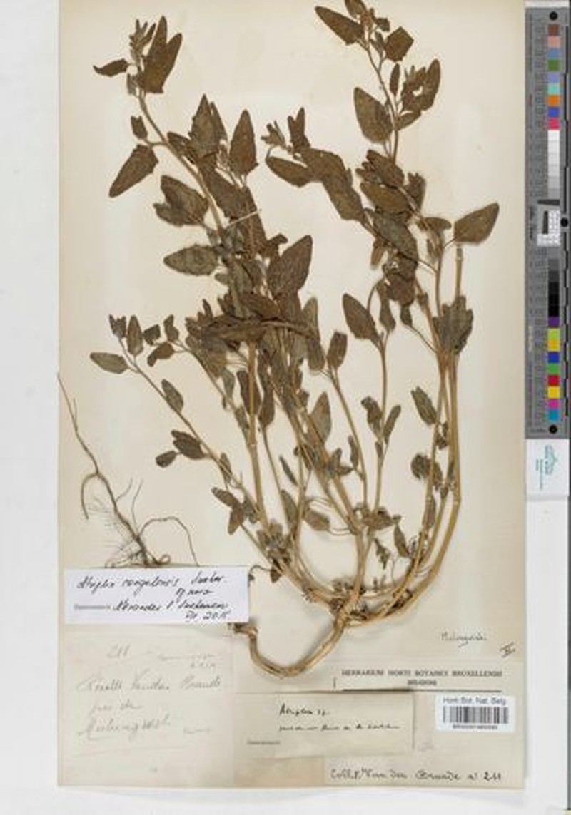 Atriplex congolensis photo 4