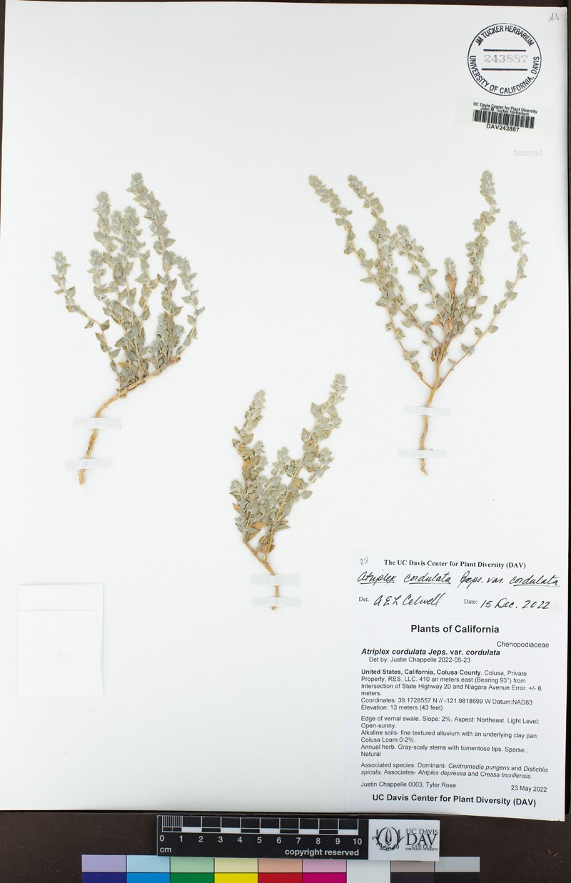 Atriplex cordulata var. cordulata