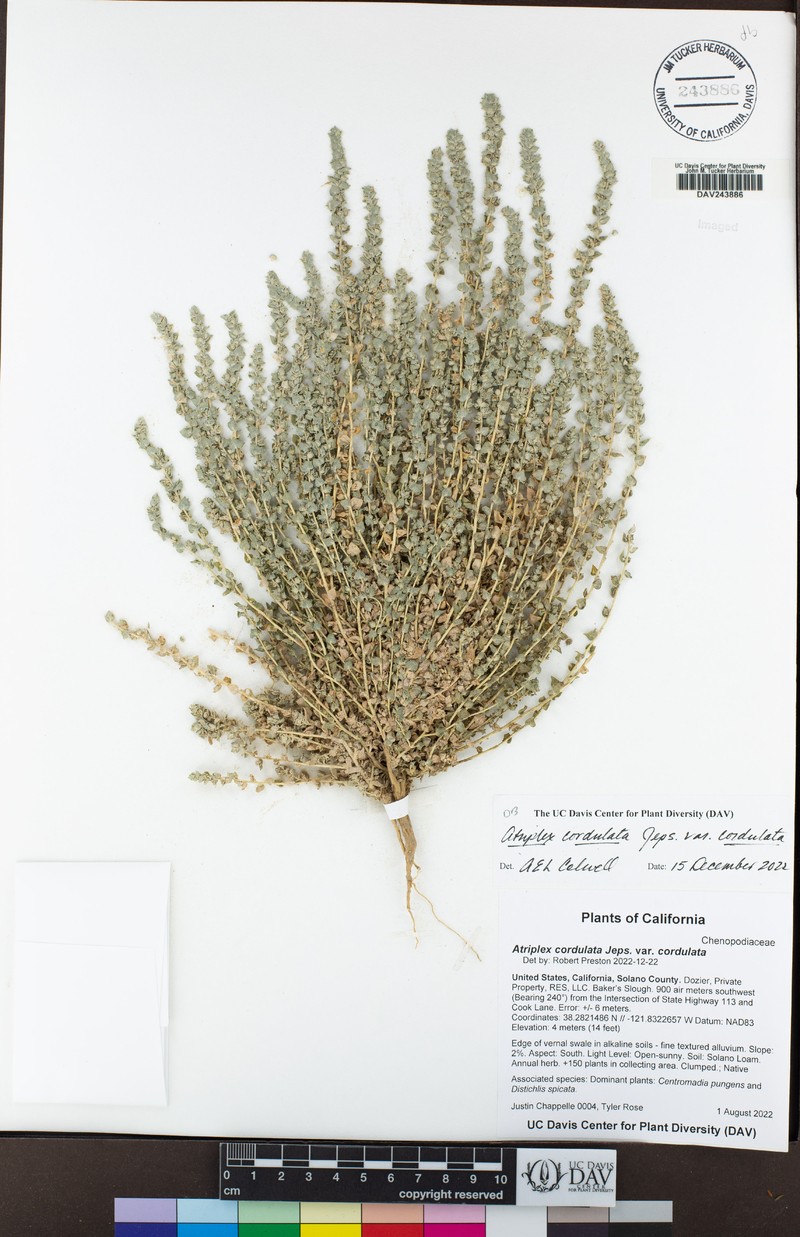 Atriplex cordulata var. cordulata photo 2