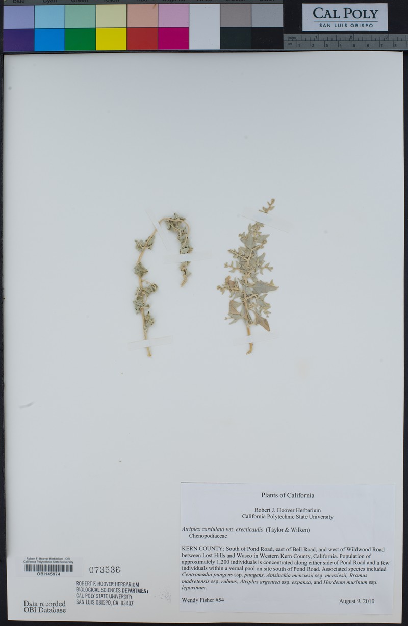 Erectstem Saltbush