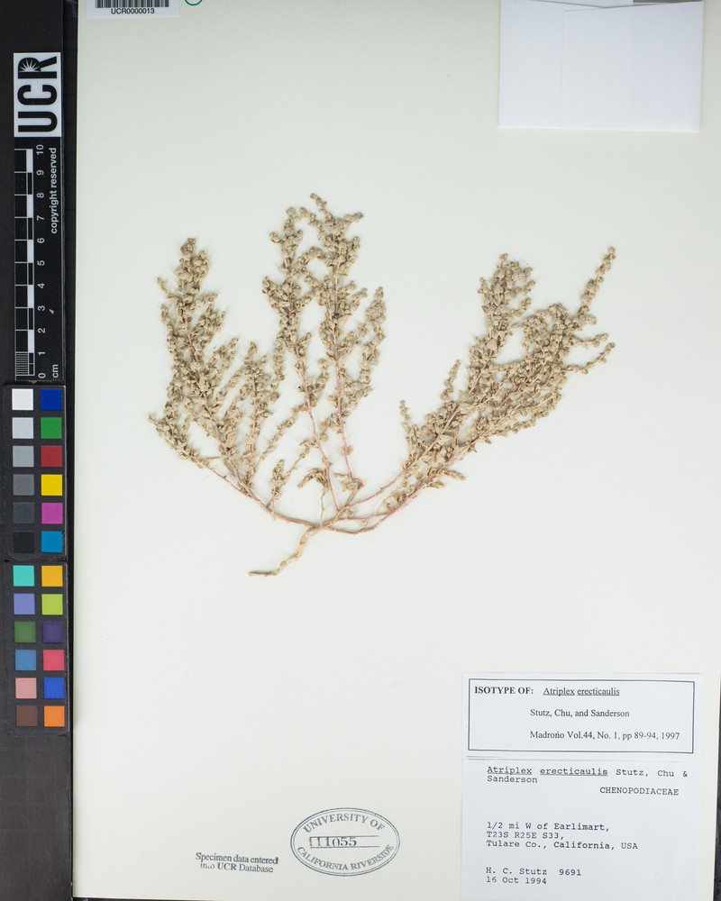 Erectstem Saltbush photo 2