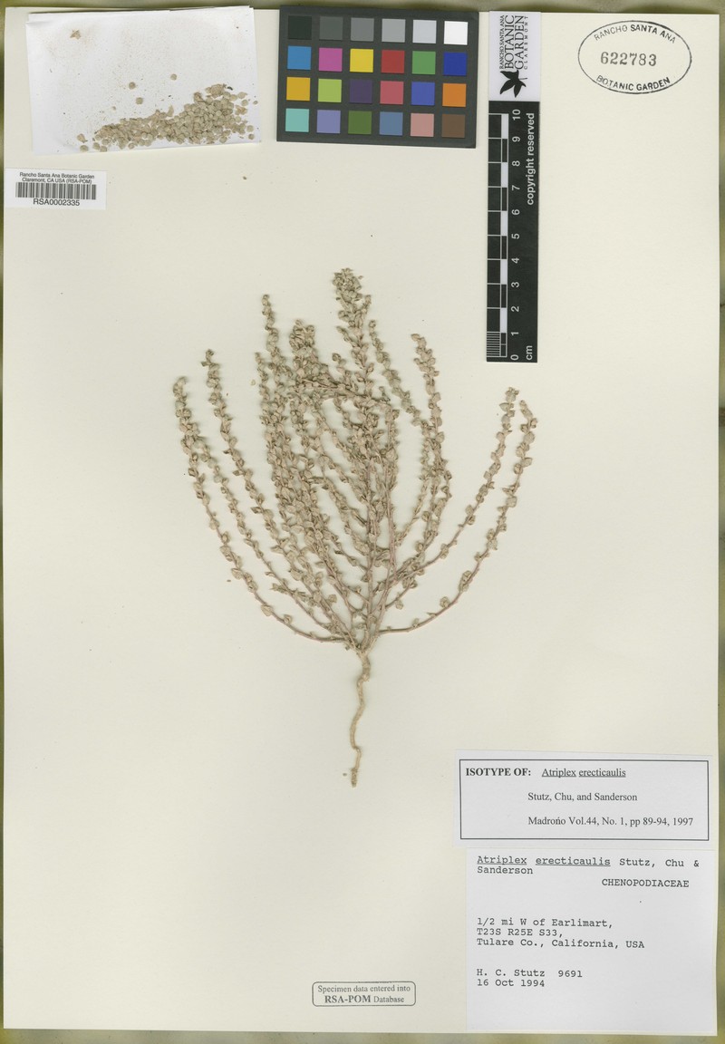 Erectstem Saltbush photo 3