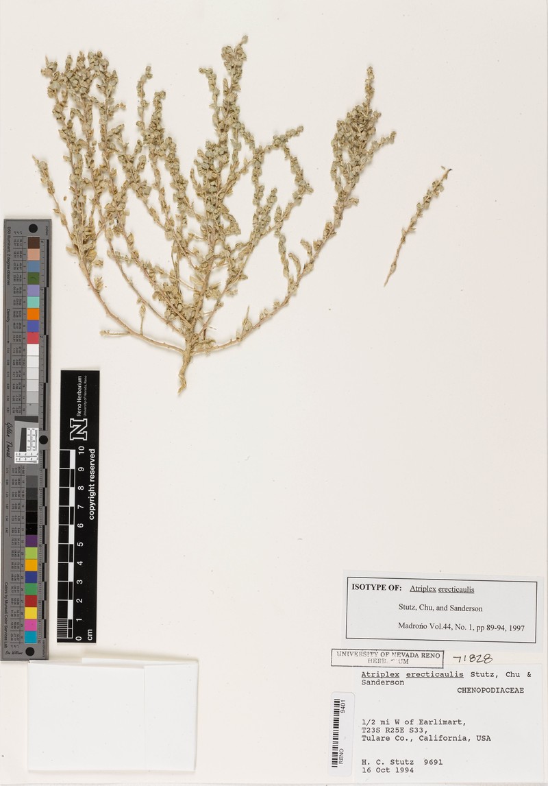 Erectstem Saltbush photo 4