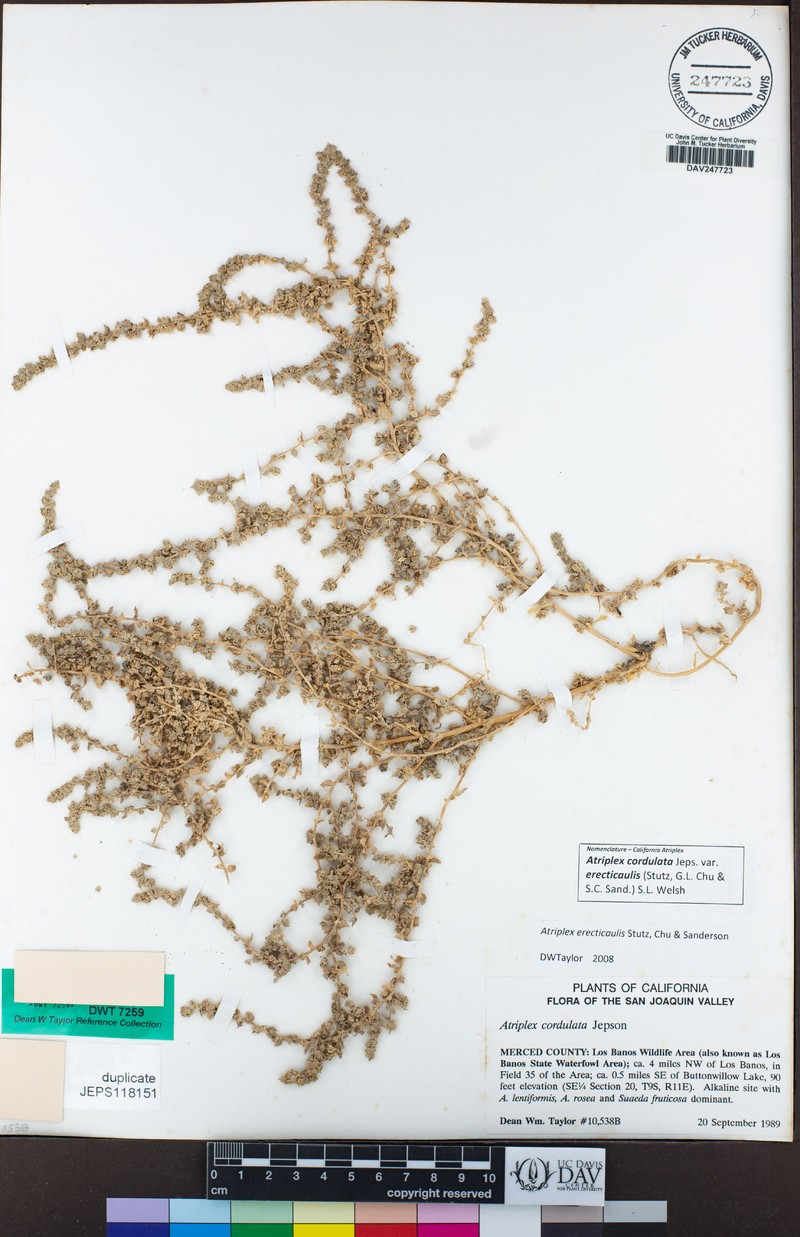 Erectstem Saltbush photo 5