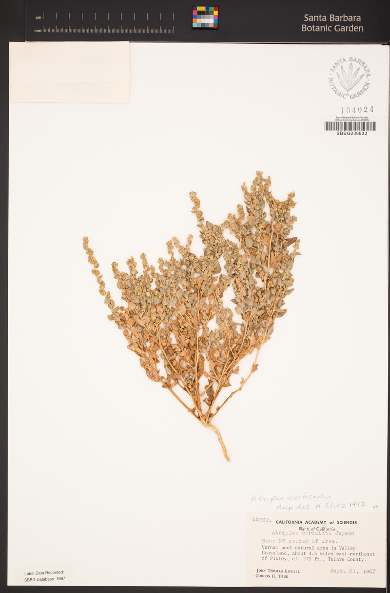 Erectstem Saltbush photo 6