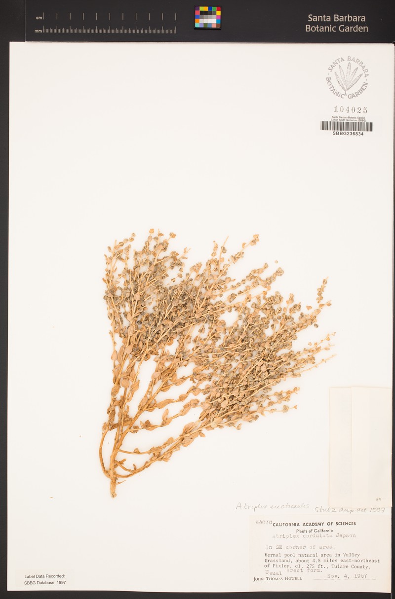 Erectstem Saltbush photo 7