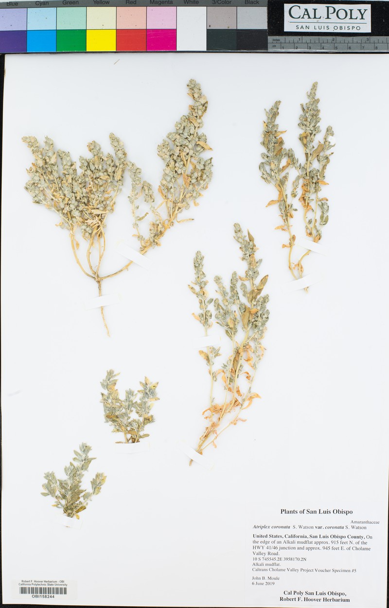 Atriplex coronata var. coronata photo 3