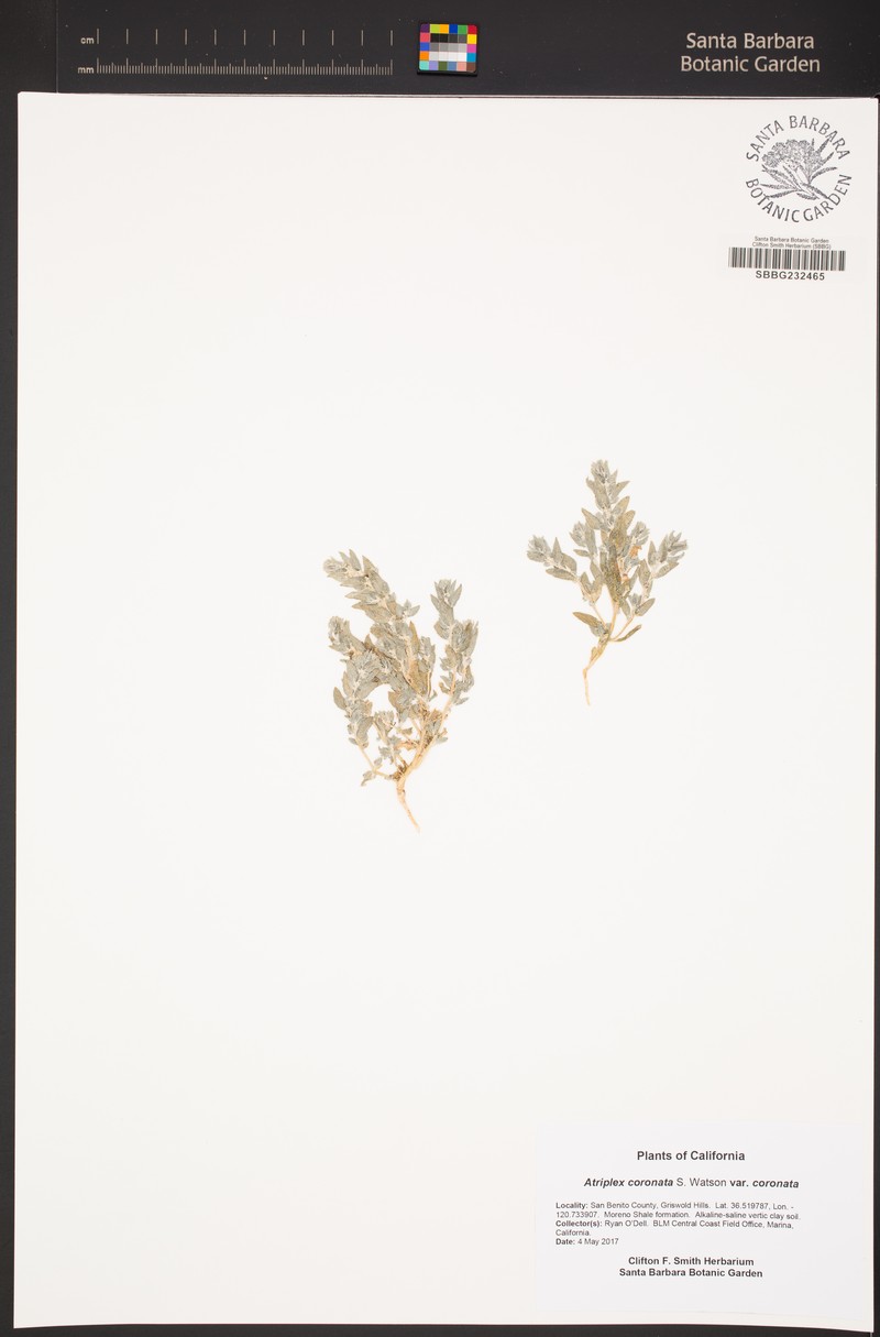 Atriplex coronata var. coronata photo 4