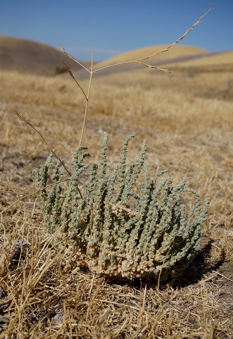Atriplex coronata var. coronata