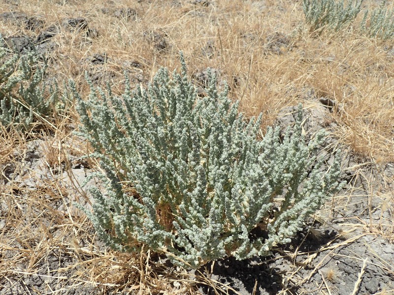 Atriplex coronata var. coronata photo 2