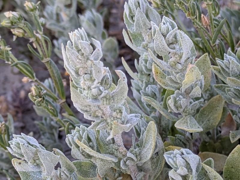 Atriplex coronata var. notatior