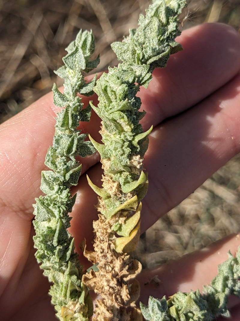 Atriplex coronata var. notatior photo 2