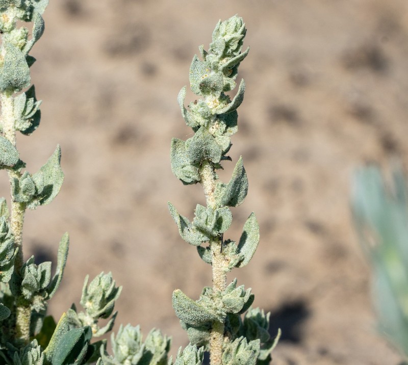 Atriplex coronata var. notatior photo 3