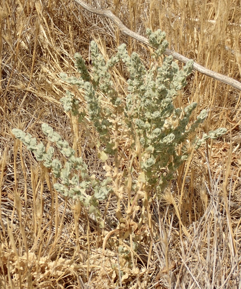 Atriplex coronata var. notatior photo 4