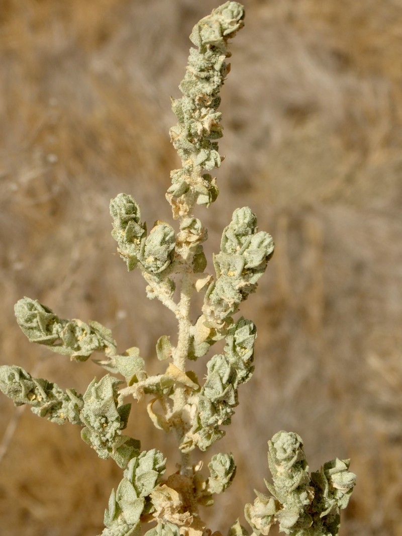 Atriplex coronata var. notatior photo 5