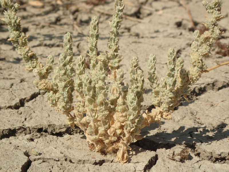 Atriplex coronata var. notatior photo 6