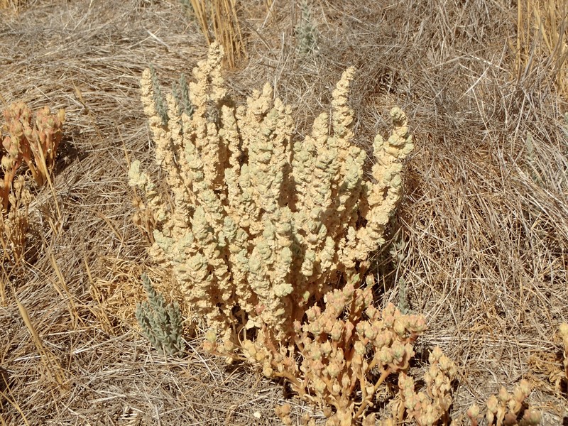 Atriplex coronata var. notatior photo 7