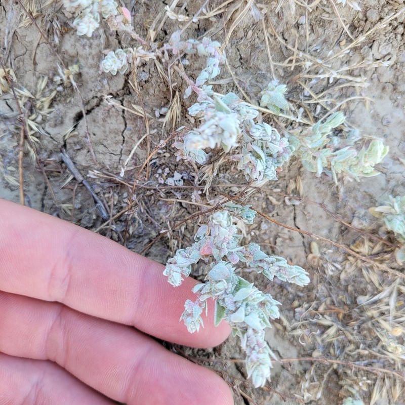 Lost Hills Saltbush